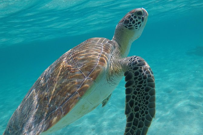 Private Experience: Akumal sea turtles encounter and Yal-kú lagoon colorfull fish snorkel. - Yal-kú Lagoon and the cenote connection