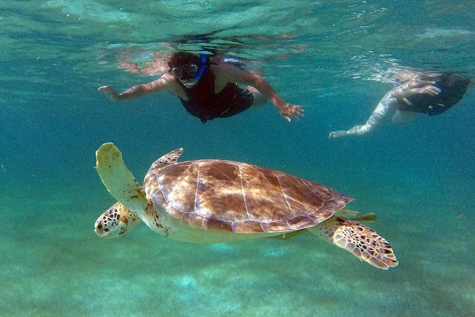 Private Experience: Akumal sea turtles encounter and Yal-kú lagoon colorfull fish snorkel. - Hotel pickup and the four-hour schedule