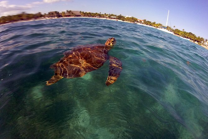 Private Experience: Akumal sea turtles encounter and Yal-kú lagoon colorfull fish snorkel. - Equipment, swimming ability, and comfort