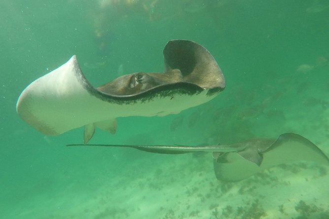 Private Fishing Tour in Yacht Playa del Carmen - Snorkeling gives non-anglers a second plan