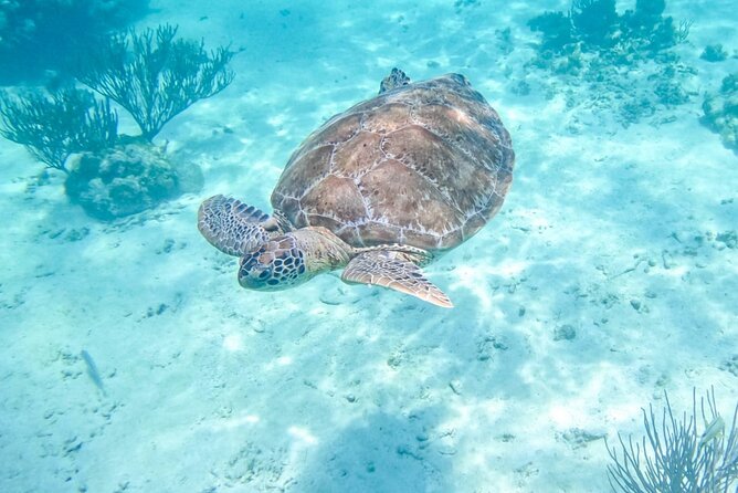 Private Half-day Luxury Experience with Turtles & Majestic Cenote - Why this four-hour Tulum tour works