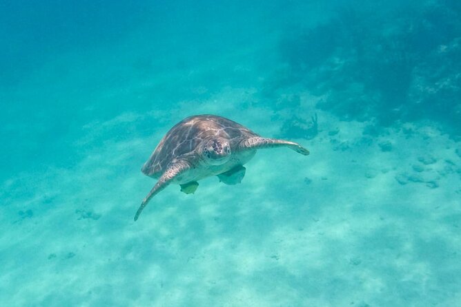 Private Half-day Luxury Experience with Turtles & Majestic Cenote - What the private format really means