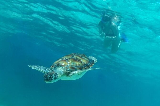 Private Half-day Luxury Experience with Turtles & Majestic Cenote - What to pack for a smoother morning