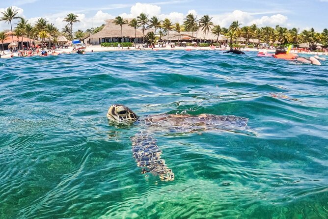 Private Half-day Luxury Experience with Turtles & Majestic Cenote - Who will get the most from this experience