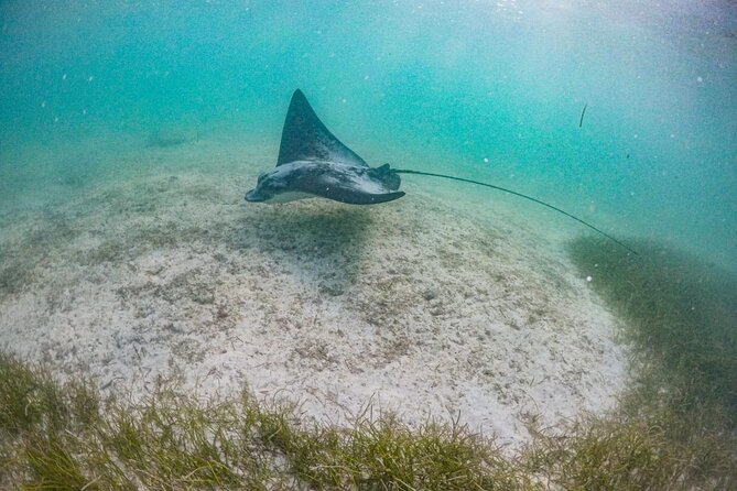 Private Half-day Luxury Experience with Turtles & Majestic Cenote - Booking, cancellation, and weather details
