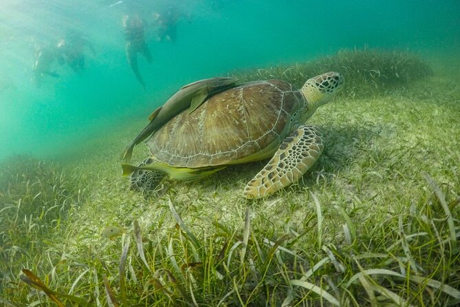Private Half-day Luxury Experience with Turtles & Majestic Cenote - A Mayan meal in a natural setting