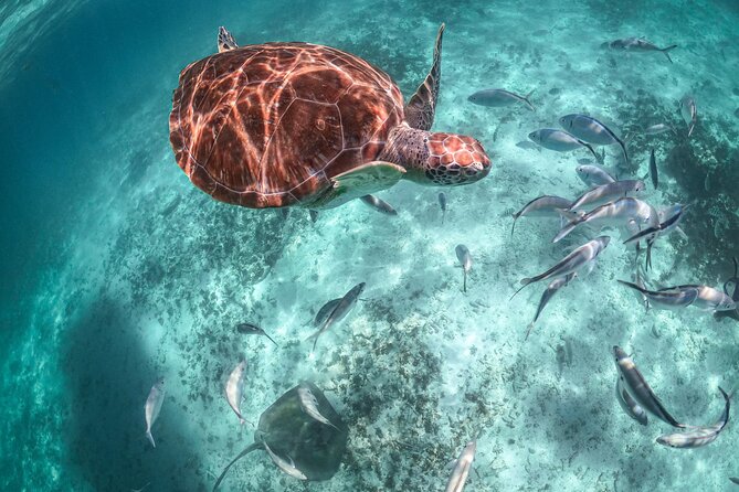 Private Half Day Tour in Cenote Cave and Swimming with Turtles - What the private price is really buying