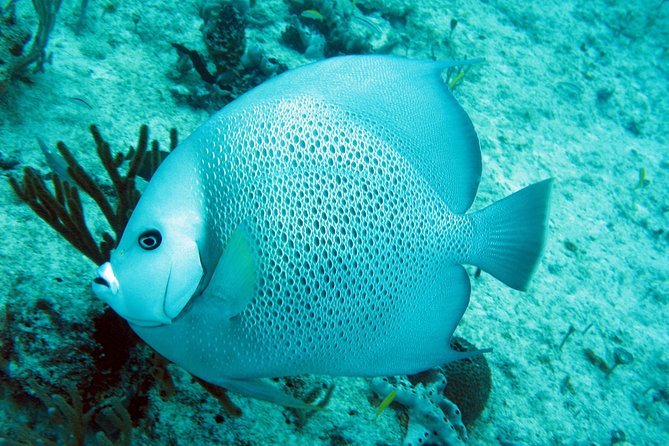 Private Isla Mujeres Adventure & Free Time - Who should book this outing