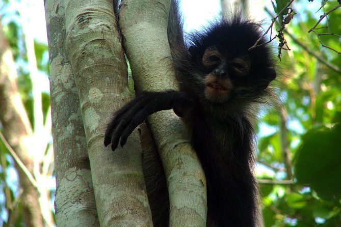 Private - Mayan Inland Expedition - Coba Ruins, Punta Laguna and Mayan family - Punta Laguna and the search for monkeys