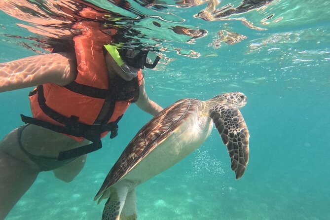 Private Snorkeling with Sea Turtles in Akumal Beach - What the Akumal turtle swim is really like