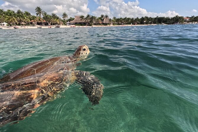 Private Snorkeling with Sea Turtles in Akumal Beach - Entering the protected CONANP circuit