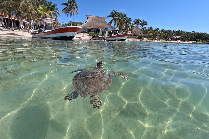 Private Snorkeling with Sea Turtles in Akumal Beach - Finding green turtles in Akumal Bay