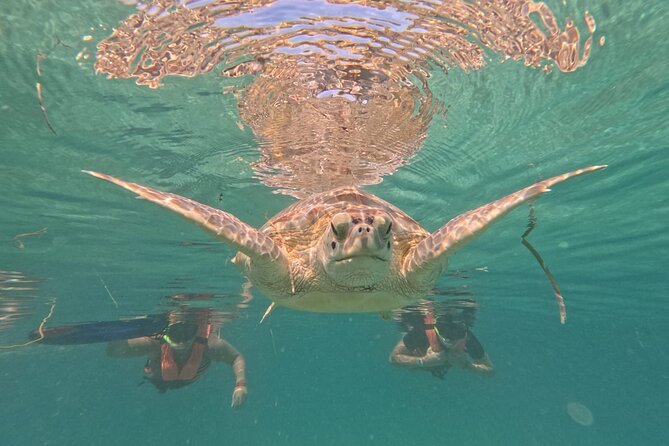 Private Snorkeling with Sea Turtles in Akumal Beach - Rays, fish, reef life, and an unexpected cannon