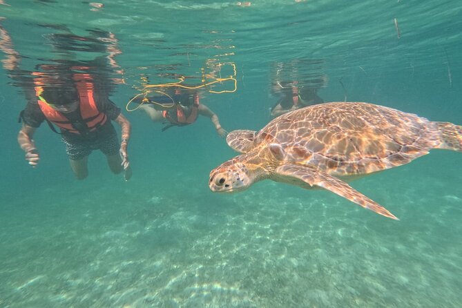 Private Snorkeling with Sea Turtles in Akumal Beach - Why a private group can be worth the higher price