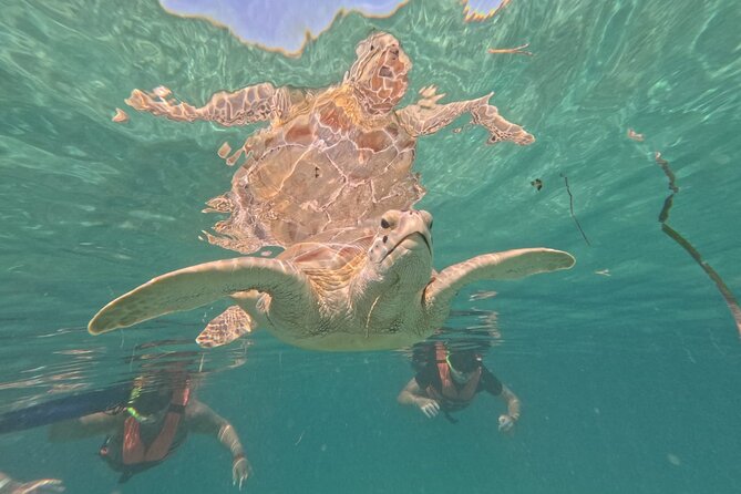 Private Snorkeling with Sea Turtles in Akumal Beach - Photos, videos, and the small family-business touch