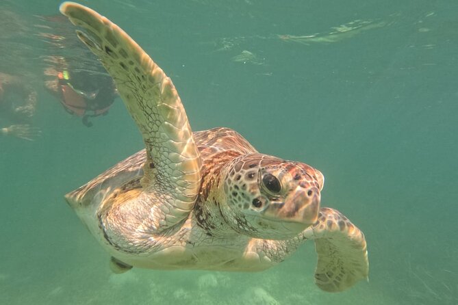 Private Snorkeling with Sea Turtles in Akumal Beach - Timing, weather, and what to bring