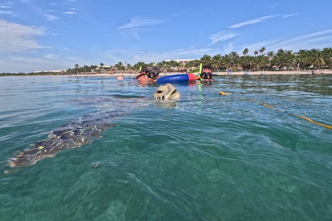 Private Snorkeling with Sea Turtles in Akumal Beach - Meeting Darwin and getting ready on shore