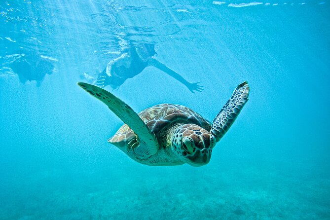 "Private snorkeling with turtles in Akumal + Photos included" - Key points at a glance