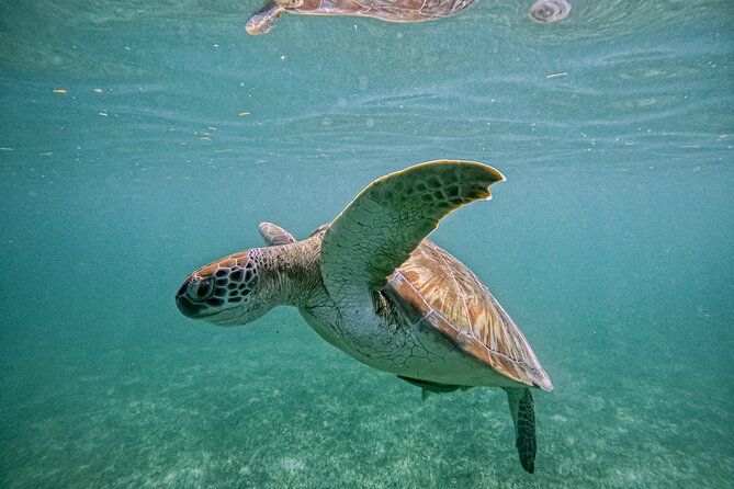 "Private snorkeling with turtles in Akumal + Photos included" - Photos and videos without carrying a camera