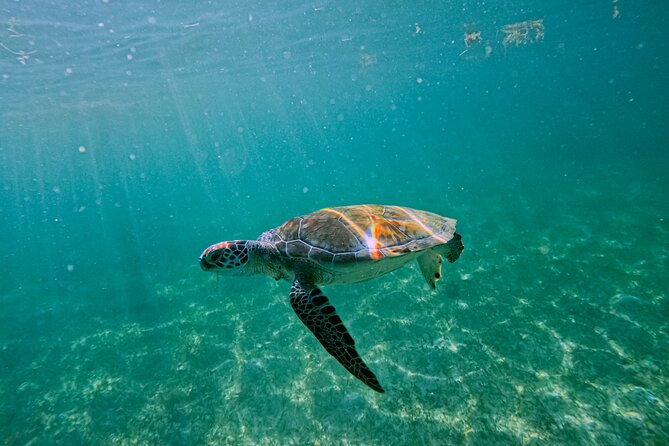 "Private snorkeling with turtles in Akumal + Photos included" - What you might see in the water