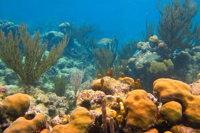 Private swiming with Turtles in Akumal - Guides who shape the morning
