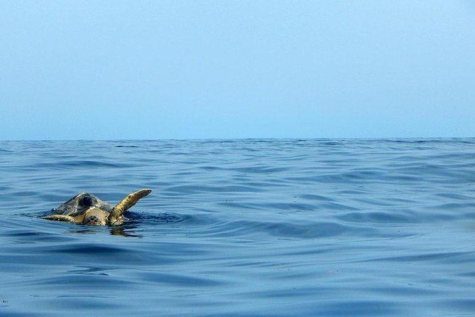 Private Tour: Akumal Marine Turtle Snorkeling and Cenote Adventure - Private transportation from Playa del Carmen or Cancun