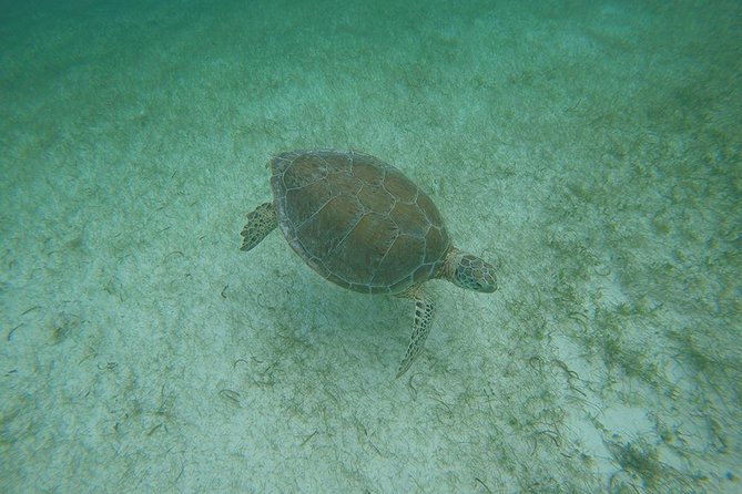 Private Tour: Akumal Marine Turtle Snorkeling and Cenote Adventure - What the $695 group price really means