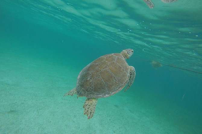 Private Tour: Akumal Marine Turtle Snorkeling and Cenote Adventure - Akumal Bay and the turtle encounter