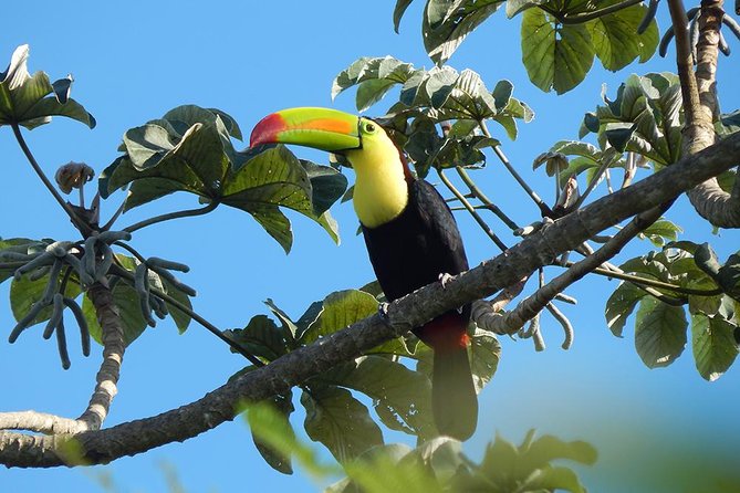 Private Tour: Birdwatching Playa del Carmen - The Wetland Question