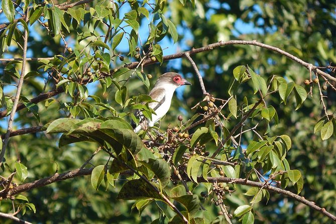 Private Tour: Birdwatching Playa del Carmen - Private Transport From Cancun, Playa del Carmen, and Tulum