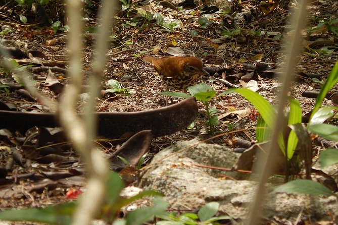 Private Tour: Birdwatching Playa del Carmen - Who Will Enjoy This Morning Most?