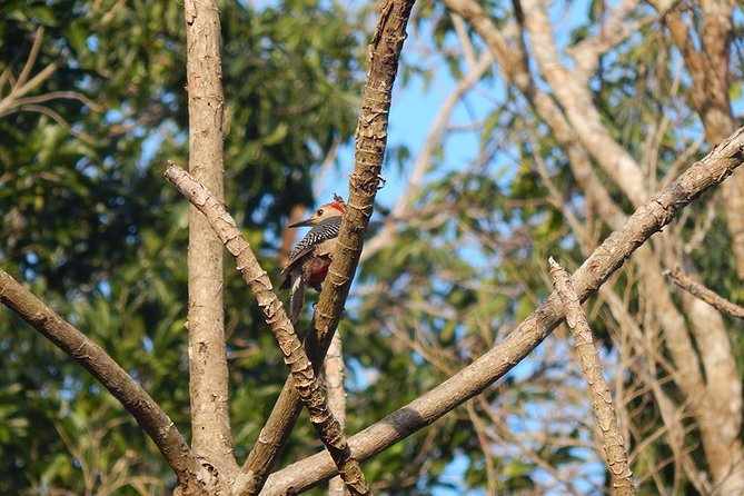 Private Tour: Birdwatching Playa del Carmen - Birding by Sight, Song, and Patience