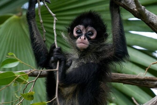 Private Tour Coba Ruin Punta Laguna Monkey Spider Cenote Mayan Village - Key points to know before booking