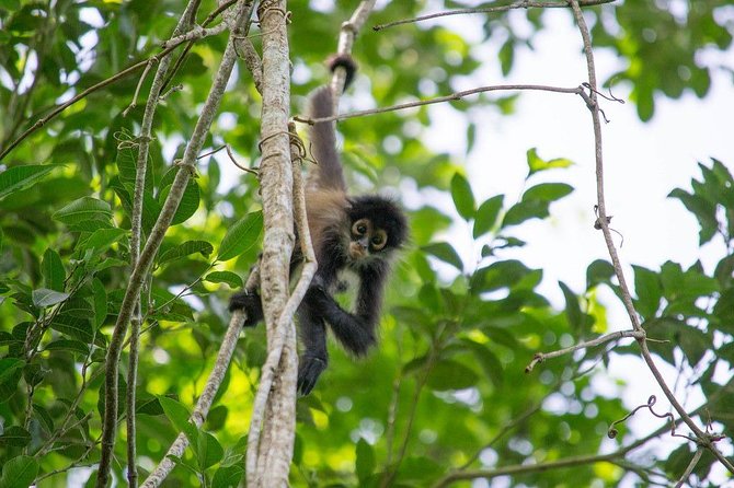 Private Tour: Coba ruins & Monkey Sanctuary with Punta Laguna - Timing, language, and what is not included