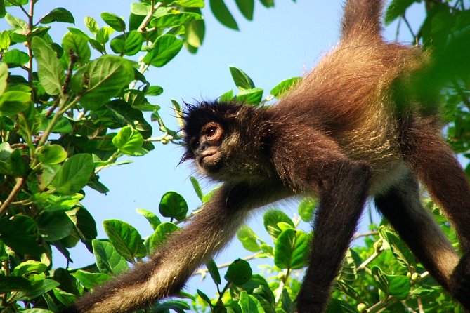 Private Tour Punta Laguna Monkey Sanctuary Zip Line - Key Points to Know Before You Book