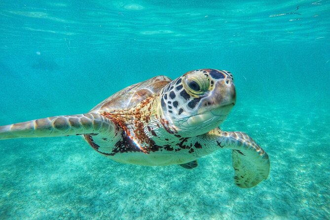 Private Tour to Tulum and Swimming with Turtles in Akumal - A Private Ride From Playa del Carmen