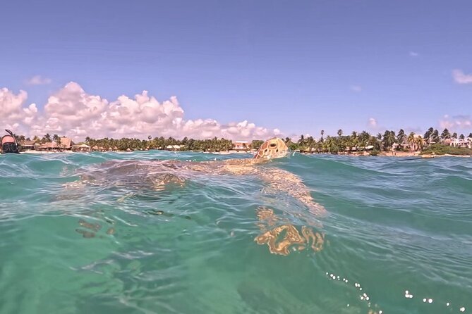 Private Tour to Tulum and Swimming with Turtles in Akumal - Who Will Like This Tour Most?