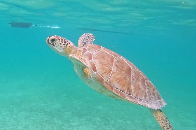 Private Tour to Tulum and Swimming with Turtles in Akumal - Practical Details Before You Book