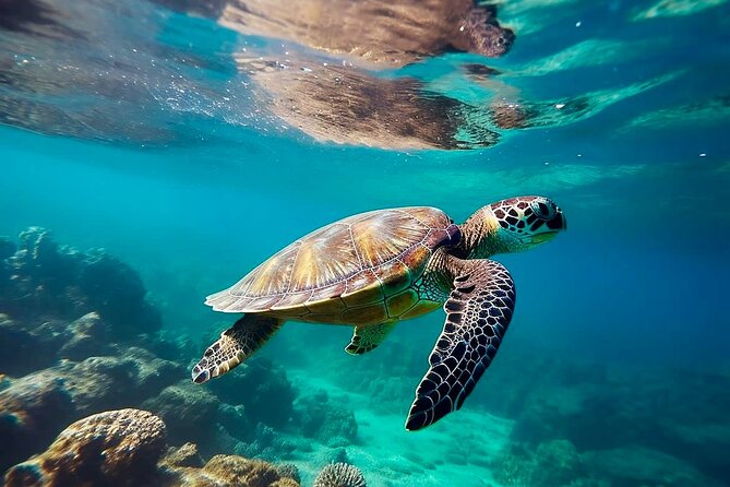 Private Tour Tulum Tortugas Cenote Beach All Inclusive - Key points at a glance