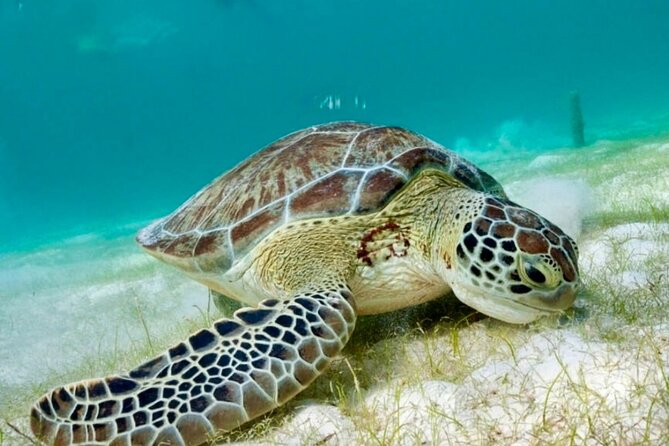 Private Tour Tulum Tortugas Cenote Beach All Inclusive - Timing, transport, and the private pace