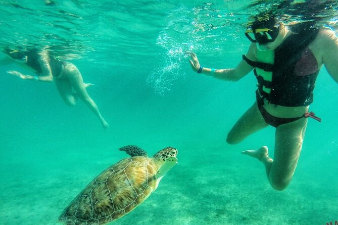 Private Tour: Turtle Swim & Cenote - Key points at a glance