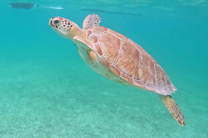 Private Tour: Turtle Swim & Cenote - Why this tour works so well as a half-day