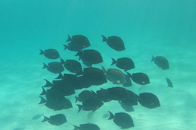 Private Tour: Turtle Swim & Cenote - The local lunch is more than a meal break