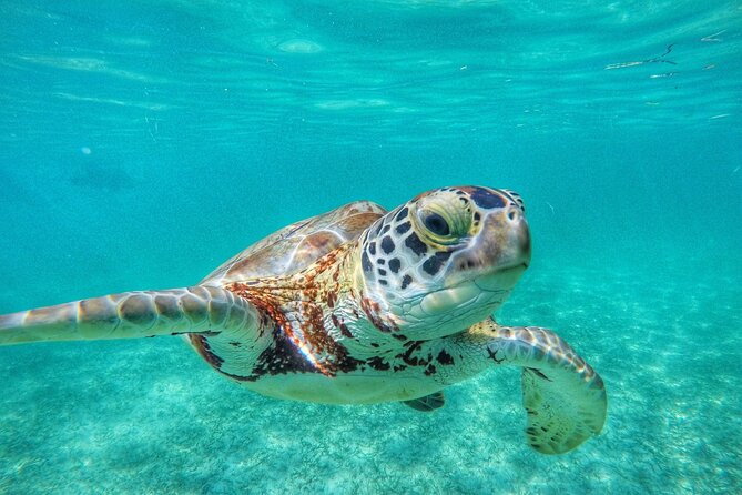 Private Tour: Turtle Swim & Cenote - From Caribbean water to a closed cenote