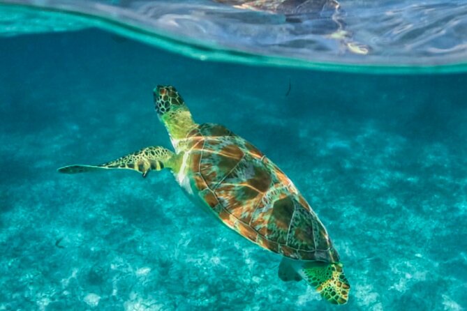 Private Tour Turtles Coral Reef Cenote Beach All inclusive - Cooling off at Cenote Xunaan-Ha