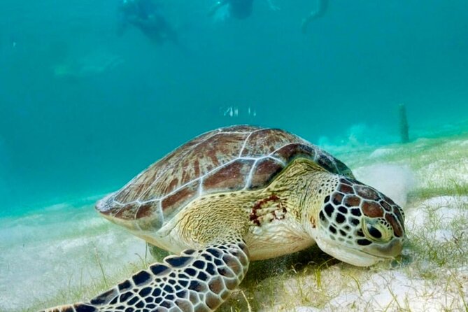 Private Tour Turtles Coral Reef Cenote Beach All inclusive - What the $203 price really buys