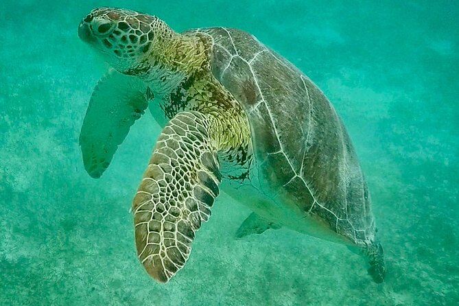 Private Tour Turtles Coral Reef Cenote Beach All inclusive - Who will get the most from this outing
