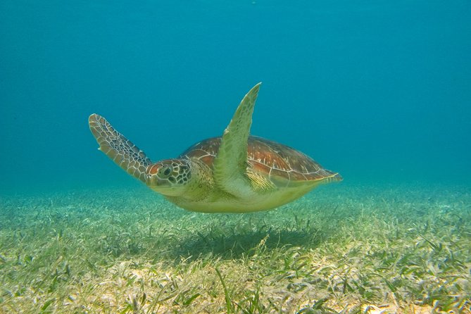 Private Tulum Ruins & Akumal Turtle Adventure - Akumal snorkeling with sea turtles