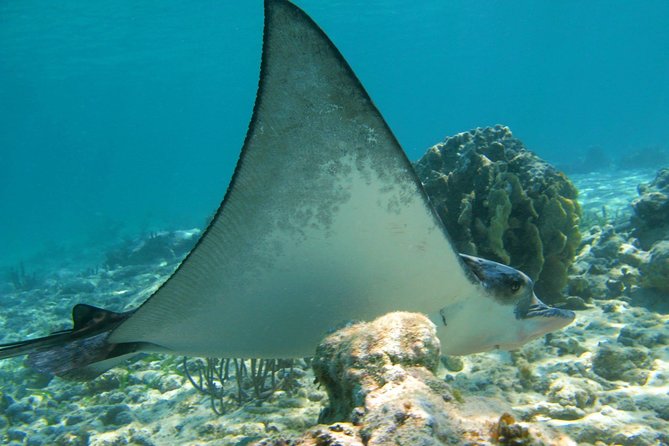 Private Turtle Snorkel Adventure in Akumal - The private format and guide service