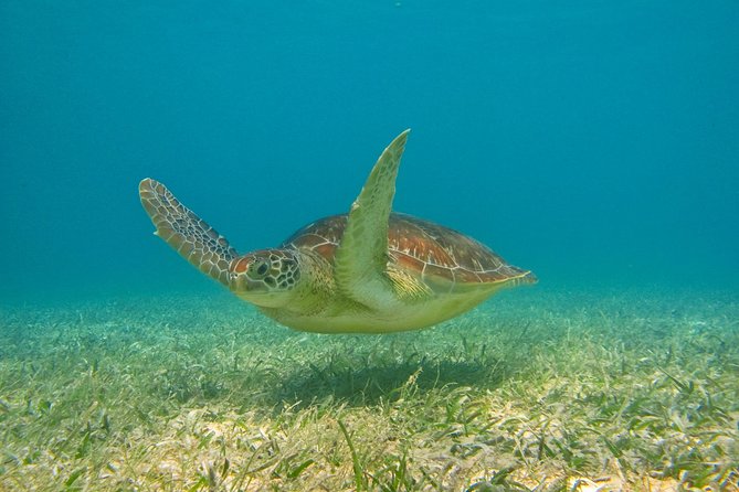 Private Turtle Snorkel Adventure in Akumal - Equipment, comfort, and what to bring